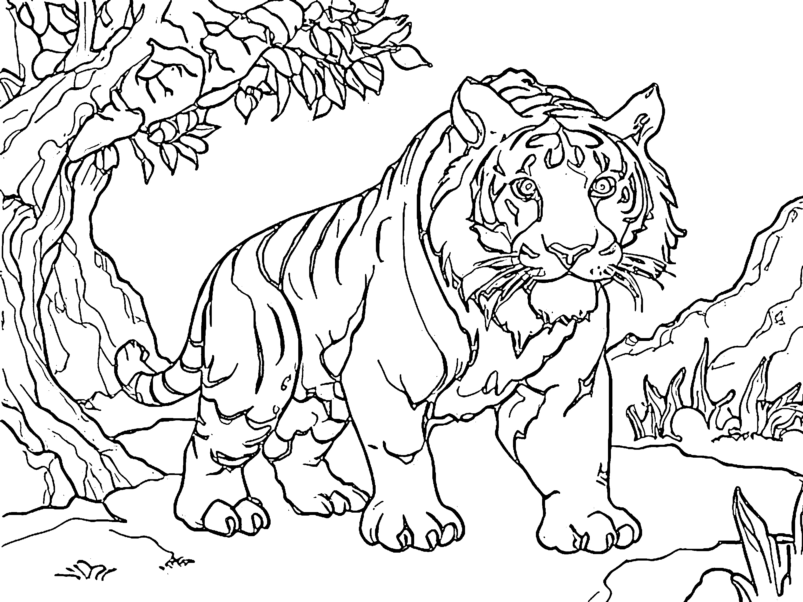 gambar harimau Tiger 3